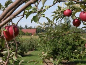 Apple Orchards near Madison WI
