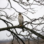 Coopers Hawk watching the bird feeders at the Inn