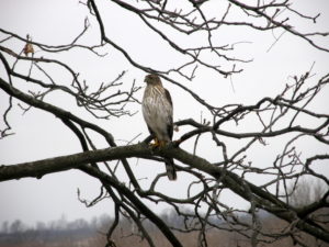 Coopers Hawk watching the Bird Feeders at The Speckled Hen Inn