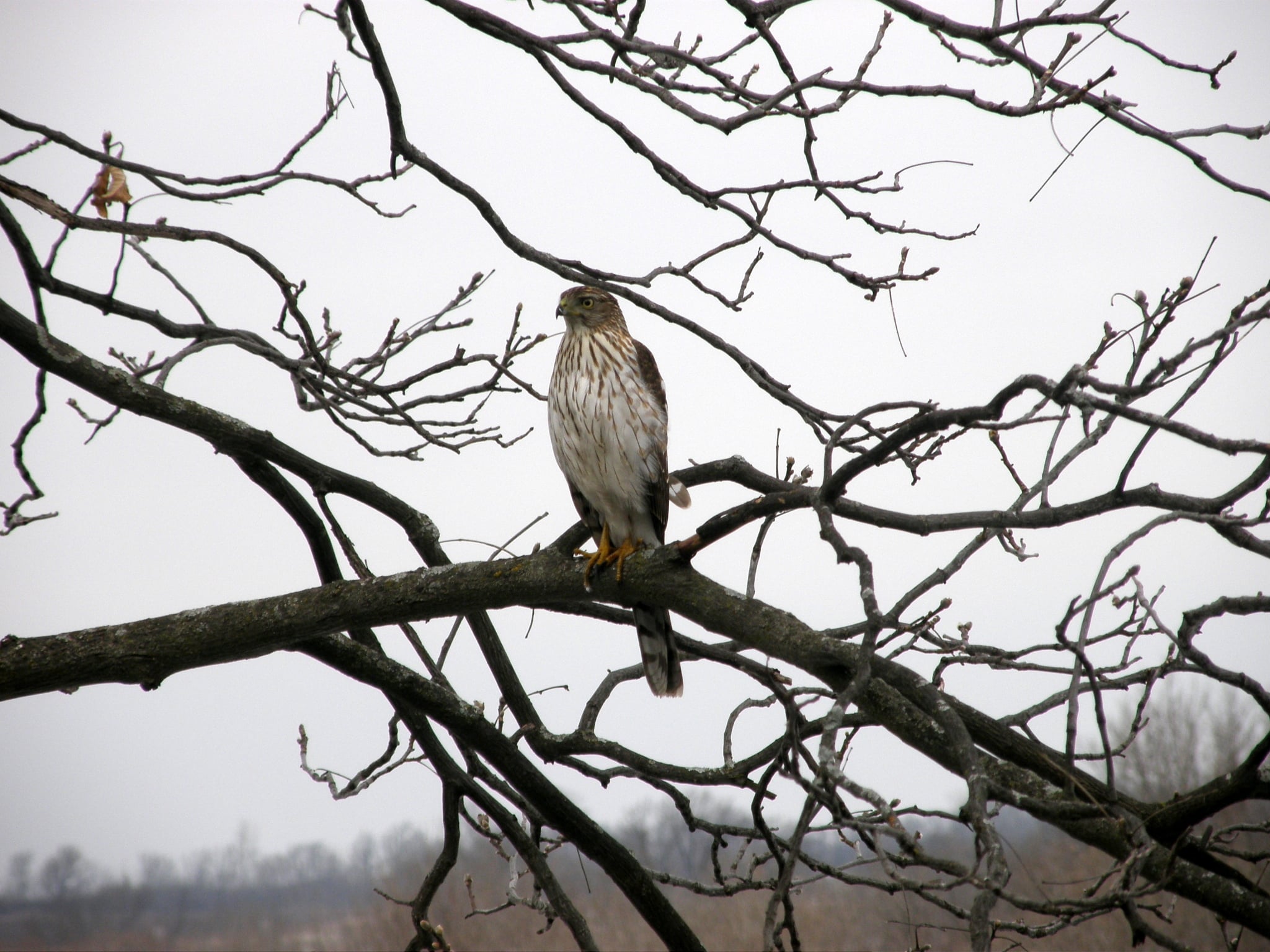 Photo of Hawk in Winter