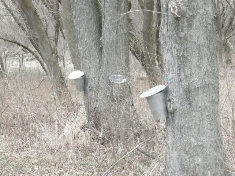 Making Homemade Maple Syrup