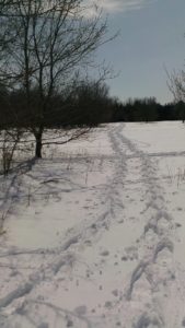 Snowshoeing at The Speckled Hen Inn