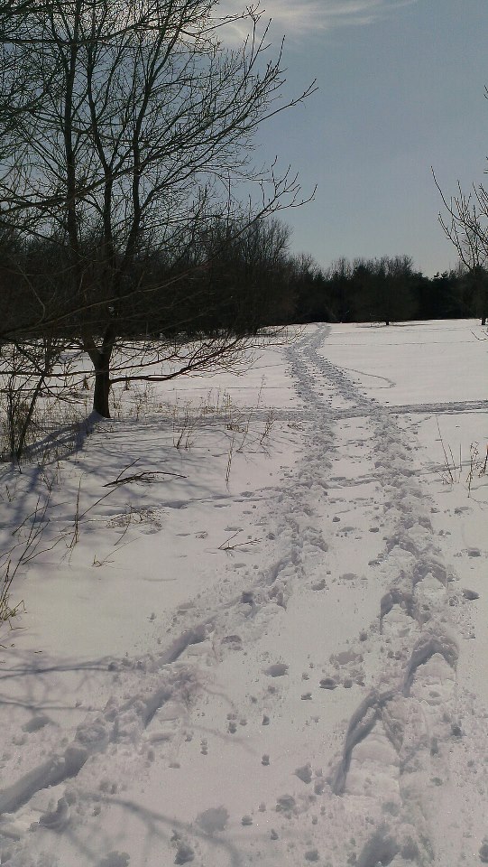 Snowshoe path