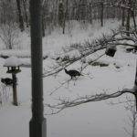 wild turkeys