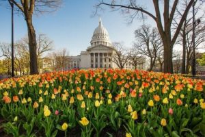 Spring in Madison WI - Capitol Building with tulips
