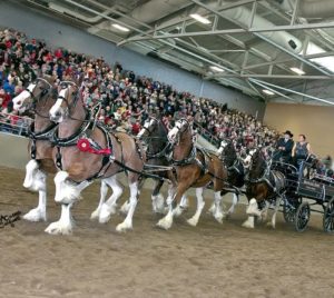 2018 World Clydesdale Show in Madison, WI Oct 24-28th! 1