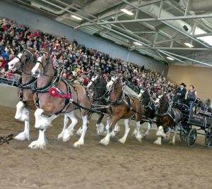 2018 World Clydesdale Show in Madison, WI Oct 24-28th! 4