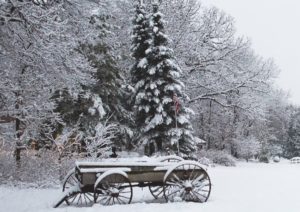 Wagon and Pine Trees in Winter
