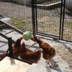 Speckled Hens Cabbage Pinata Party