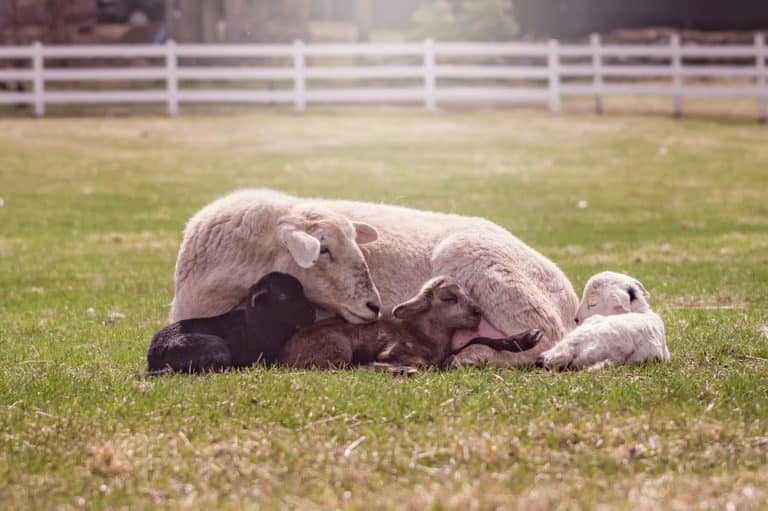 Mom ewe with lambs