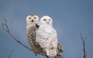 Snowy Owl Pair